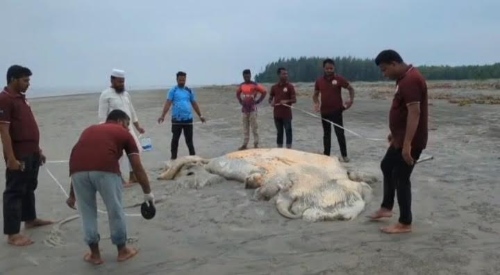 কুয়াকাটা সৈকতে আবারও ভেসে এলো ৫৬ ফুটের মৃত তিমি