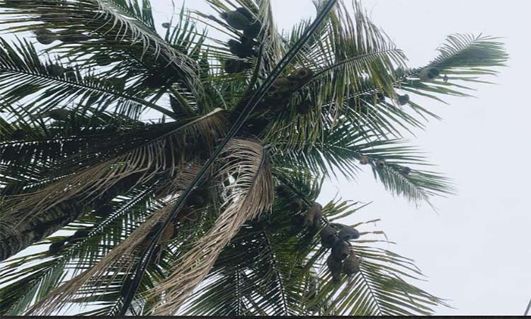 মেহেরপুরে বাতাসে দুলছে পাখির বাসা