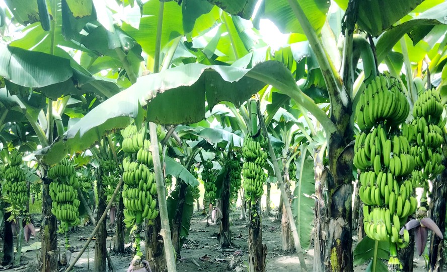 রংপুর অঞ্চলে বাণিজ্যিক কলা চাষে নীরব বিপ্লব