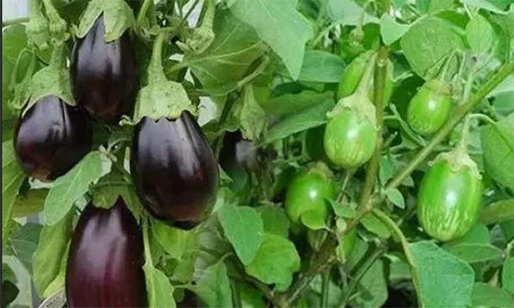 দিনাজপুরে বেগুন চাষে বাম্পার ফলন