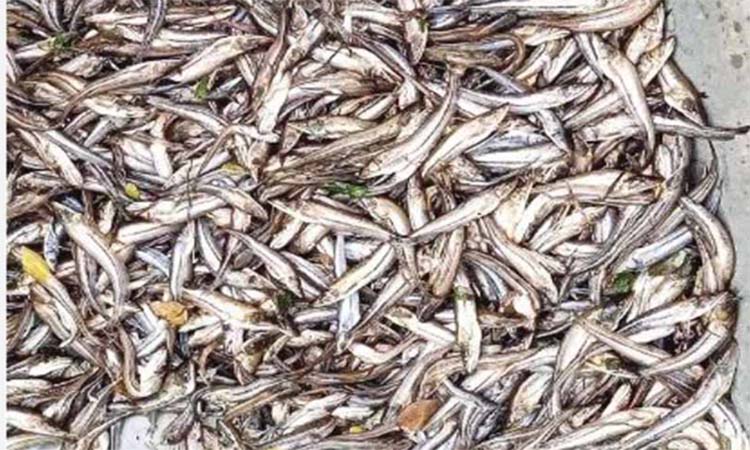 দুর্বৃত্তদের ছিটানো বিষে মারা গেছে সাড়ে ৪ লাখ টাকার পোনা