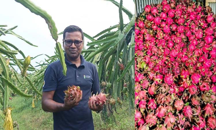 লক্ষ্মীপুরে অনলাইনে ড্রাগন চাষ দেখে চমকে দিয়েছেন শিক্ষক নাঈম