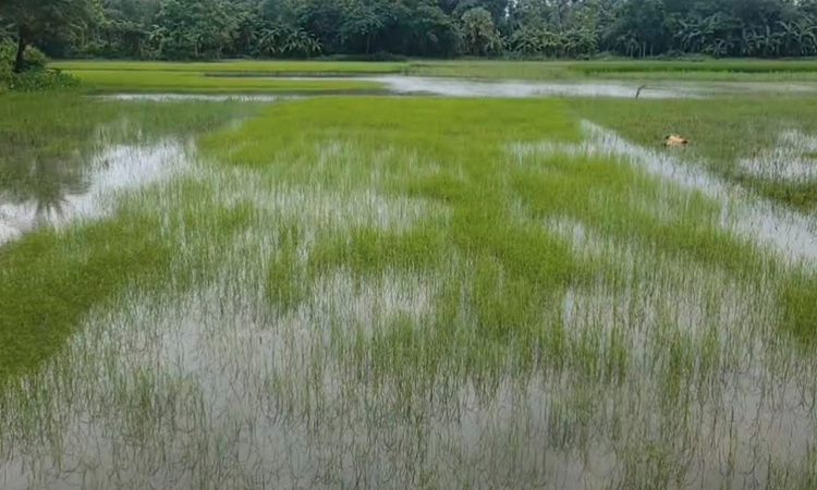 দুই দিনের বর্ষণে ঝালকাঠির নিম্নাঞ্চল প্লাবিত : ক্ষতির মুখে আমনের বীজতলা