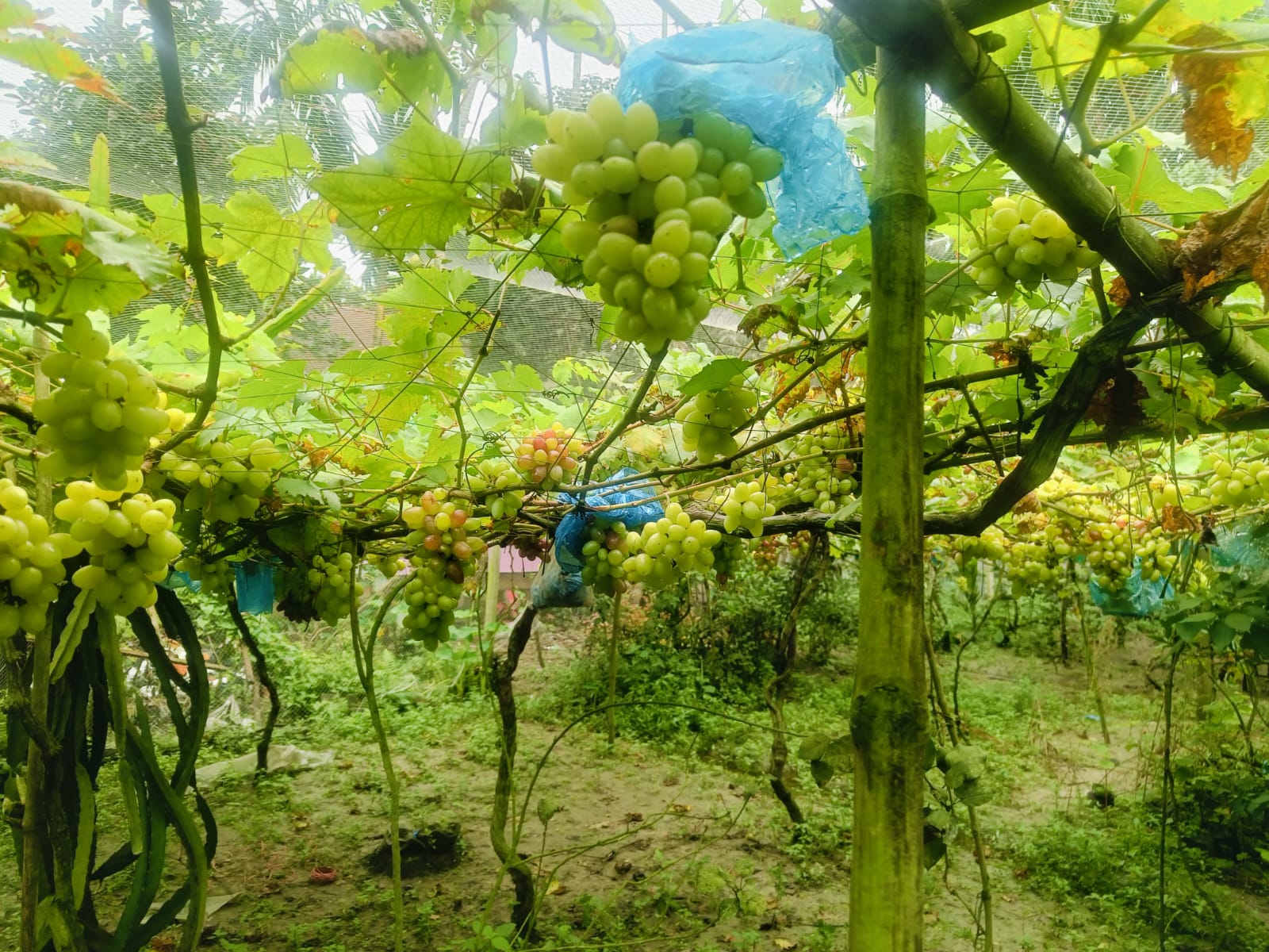 আঙুর চাষে সুন্দরগঞ্জের শিক্ষক এমদাদুলের সফলতা