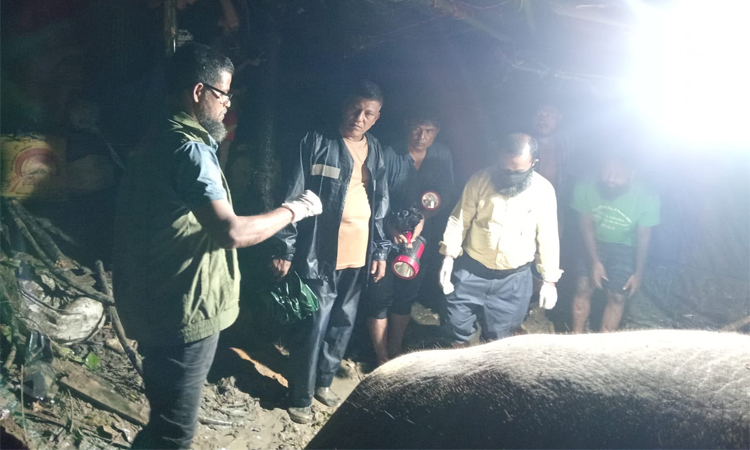 প্রধানমন্ত্রীর নির্দেশে আহত হাতিটির চিকিৎসা চলছে