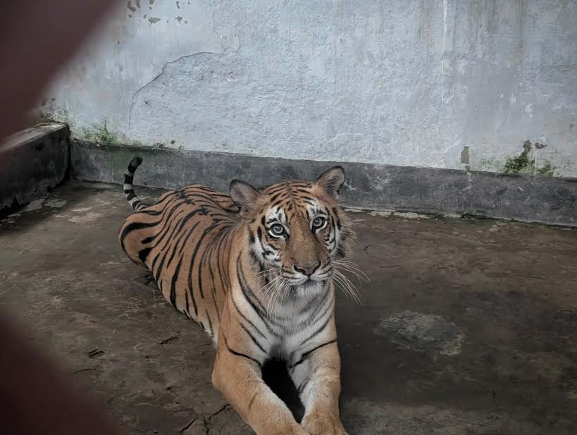 ছয় মাসের চিকিৎসা শেষে বাঘিনী আজ বনে ফিরে যাচ্ছে