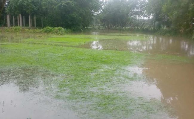 পটুয়াখালীতে টানা বৃষ্টিতে ক্ষতিগ্রস্ত কৃষক, পানির নিচে আমনের বীজতলা 