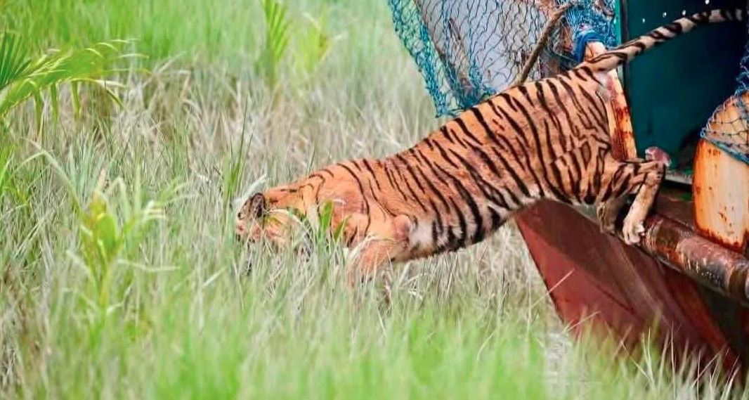 অবশেষে নিজবাসে ফিরলো সেই বাঘিনী