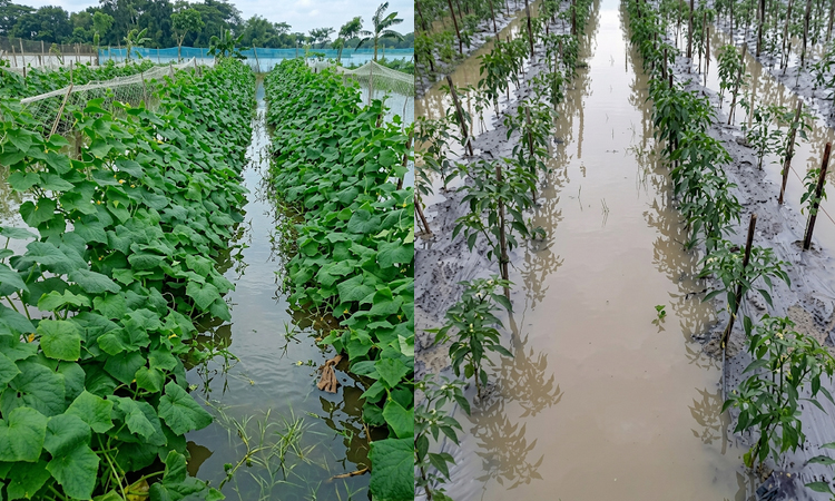 ভারী বর্ষণে তলিয়ে গেছে চরফ্যাশনের নিম্নাঞ্চল, ভেসে গেছে ঘেরের মাছ
