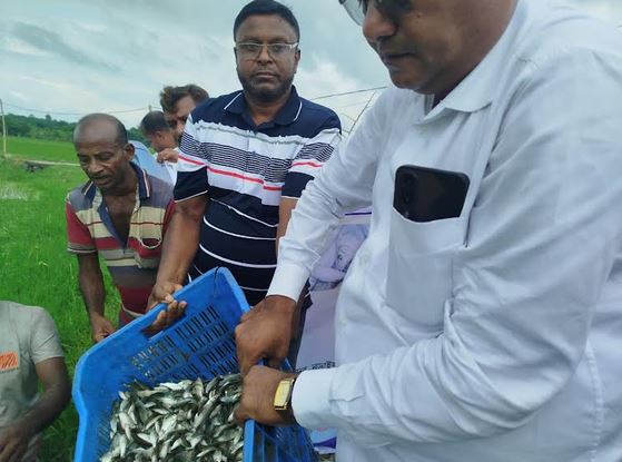 নড়াইলে পাতিয়ার বিলে দেশীয় প্রজাতির মাছের পোনা অবমুক্তকরণ