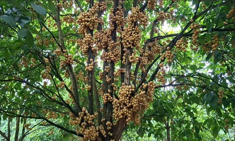 শেরপুরের গারো পাহাড়ে লটকন চাষে নতুন সম্ভাবনা 