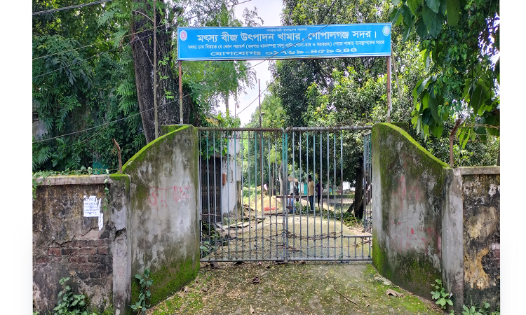 গোপালগঞ্জে মৎস্য বীজ উৎপাদনে লক্ষ্যমাত্র অর্জন, মৎস্যচাষে আশার আলো
