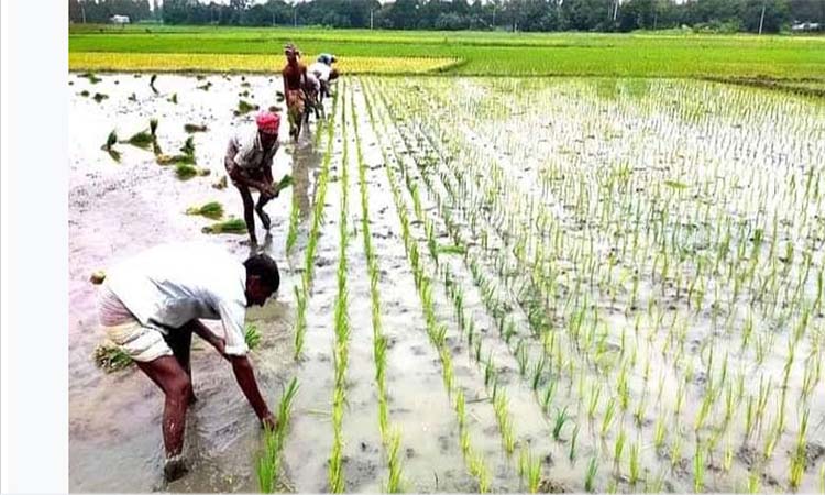 দিনাজপুরে আমন চাষের লক্ষ্যমাত্রা অর্জনে প্রস্তুত কৃষি বিভাগ