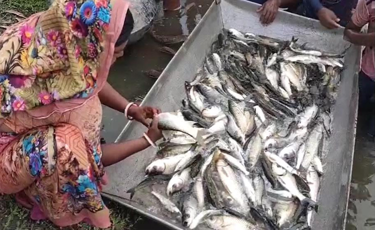 সাদা মাছের রেণু পোনা উৎপাদনে সফল মৎস্য উদ্যোক্তা তালার রেখা