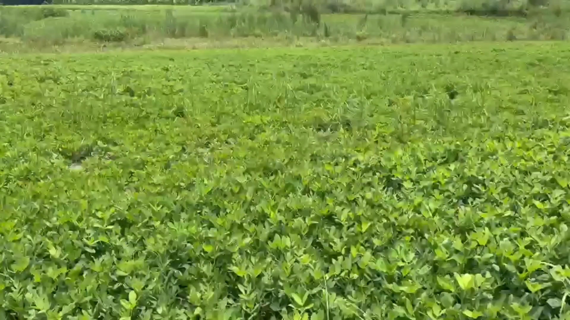 অনাবাদি বালুচরে বাদামের অধিক ফলনে বদলেছে শিবচরের চরাঞ্চল