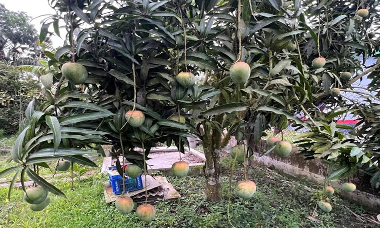 শখ থেকে সফল উদ্যোক্তা শিক্ষক মোশাররফের বাগানে আমের অধিক ফলন 