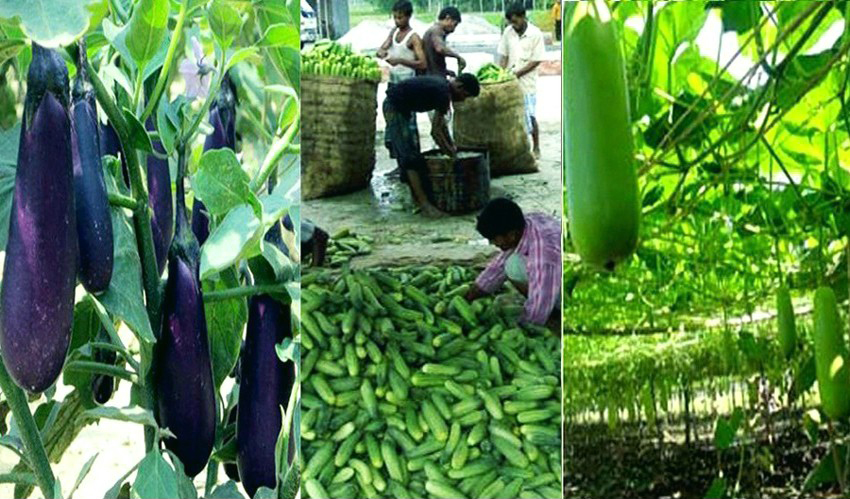 রংপুর অঞ্চলের কৃষকেরা গ্রীষ্মকালীন সবজির ফলন ও দামে খুশি 