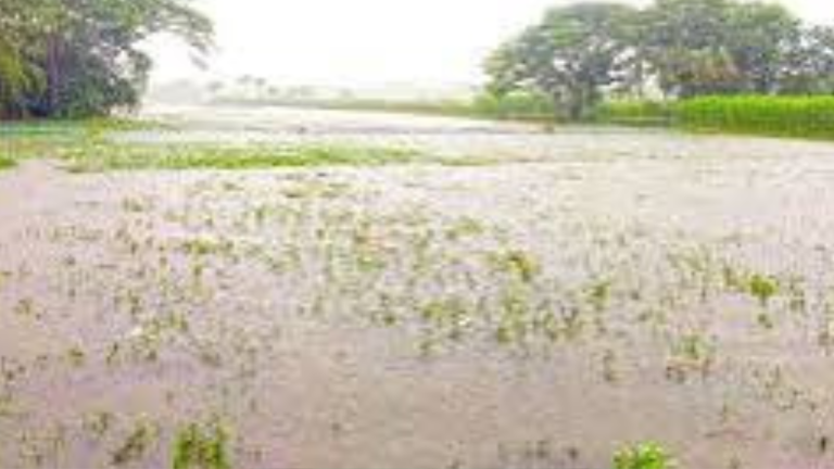খুলনায় অতি বৃষ্টিতে মাঠেই নষ্ট হচ্ছে আউসধানসহ বিভিন্ন ফসল 