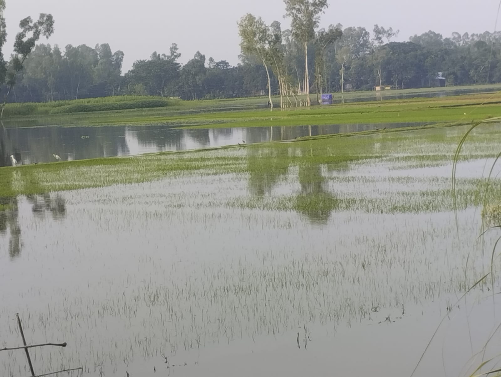 টানা বৃষ্টিতে গাইবান্ধার ১৩২ হেক্টর আমনের বীজতলা পানির নিচে
