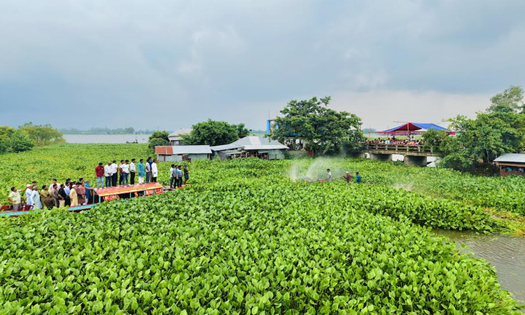 নাটোরে কৃষির সুরক্ষায় কচুরিপানা পরিষ্কারের উদ্যোগ