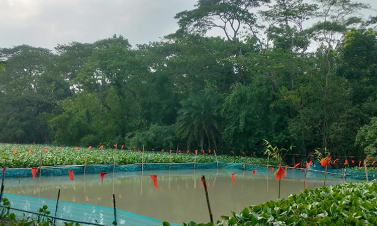 পটুয়াখালীতে মৎস্য অভয়াশ্রমে ফিরছে দেশীয় মাছ, নতুন আশায় জেলেপাড়া 