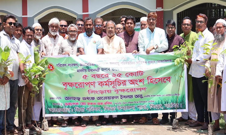 সিংড়ায় জিয়া পরিষদের বৃক্ষরোপণ কর্মসূচি