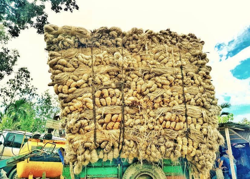 লালমনিরহাটে নতুন পাটের দাম বাড়লেও ফলন কম হওয়ায় দিশেহারা কৃষক