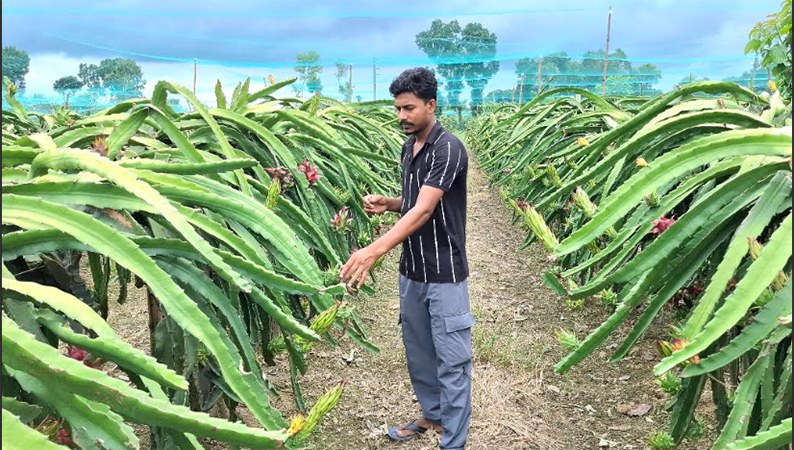 চাকরি ছেড়ে ড্রাগন চাষে সাবলম্বী ঝিনাইদহের আবু সাঈদ