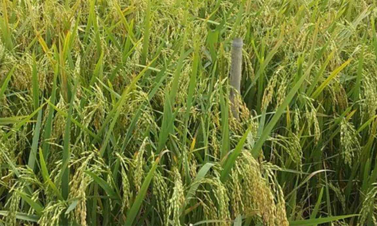 আকস্মিক বন্যার ঝুঁকি মোকাবিলায় হাওরাঞ্চলের কৃষকদের জন্য আশার আলো ব্রি’র নতুন ধান ‘ব্রি ধান-১১৮’