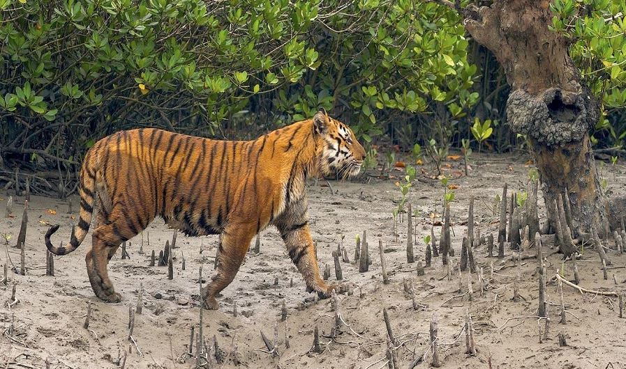 সুন্দরবনে অবাধ বিচরণ রয়েল বেঙ্গল টাইগারের