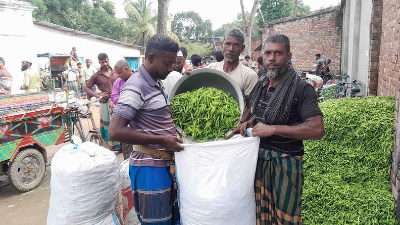 অতিবৃষ্টিতে উৎপাদন ব্যাহত হলেও কাঁচামরিচ বিক্রিতে লাভবান নওগাঁর চাষিরা 