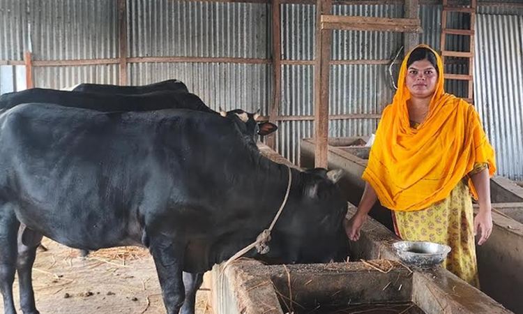 গরুর খামার গড়ে স্বাবলম্বী মাদারীপুরের নারী উদ্যোক্তা নুসরাত 