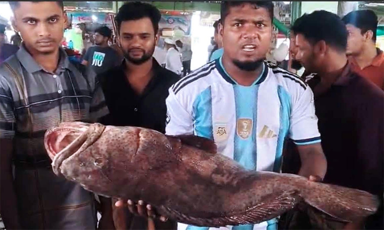 পটুয়াখালীতে জেলের জালে ধরা পড়ল ২৬ কেজির ভোল মাছ