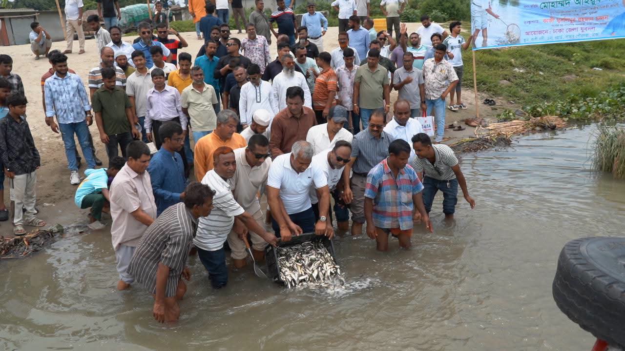 সাভারের বংশী নদীতে মাছের পোনা অবমুক্ত করল ঢাকা জেলা যুবদল