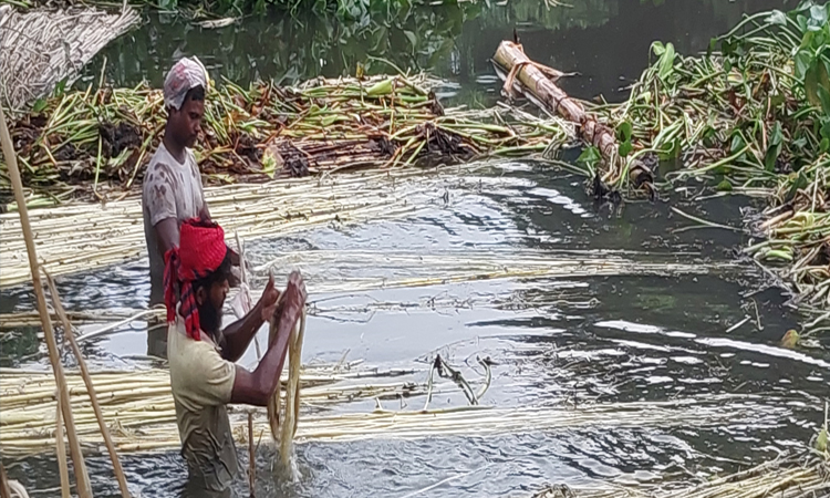 নাটোরে লক্ষ্যমাত্রা ছাড়িয়ে পাটের আবাদ