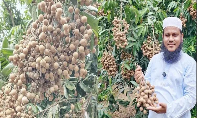চিরিরবন্দর উপজেলায় লটকন চাষে মনিরুজ্জামানের সাফল্য