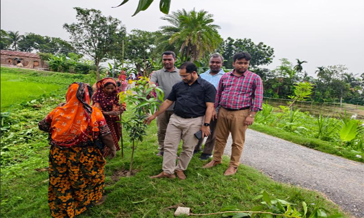 নাটোরে এলজিইডি সাড়ে তিন হাজার গাছের চারা রোপণ করেছে