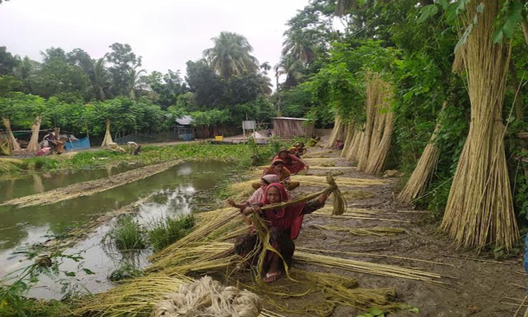 পাটের বাম্পার ফলনের প্রত্যাশা ডিএই কর্মকর্তাদের
