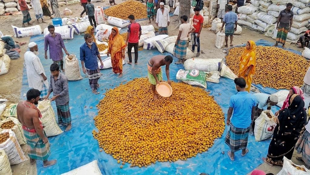 সরবরাহ বেশি হওয়ায় ‘মজা সুপারির’ বাজারে ধস 