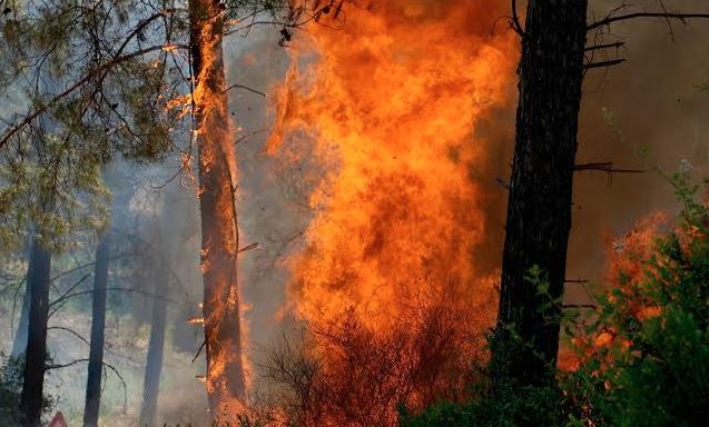 জলবায়ু পরিবর্তনে কানাডার দাবানলের ঝুঁকি দ্বিগুণ বেড়েছে : গবেষণা