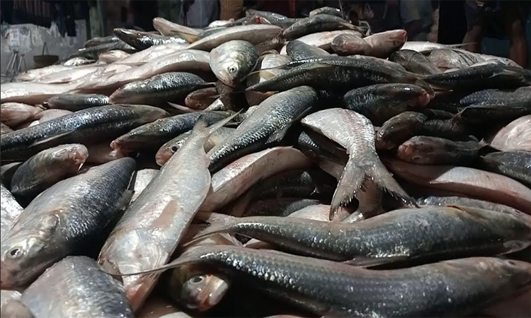 পটুয়াখালীতে এক টানেই মিলেছে ২২শ’ ইলিশ