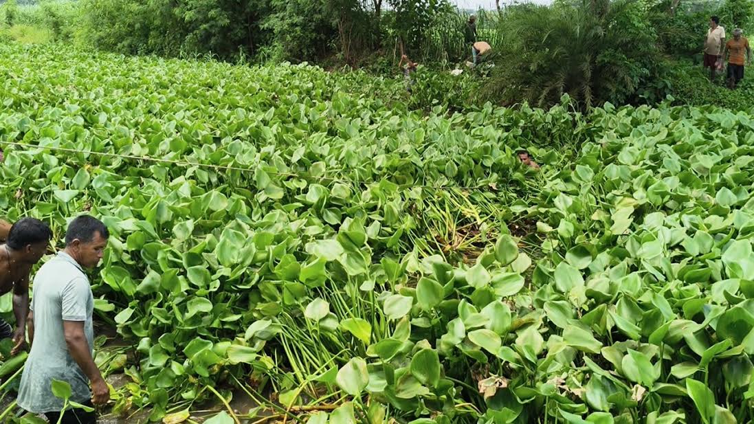 যশোরে স্বেচ্ছাশ্রমে খাল থেকে কচুরিপানা অপসারণ