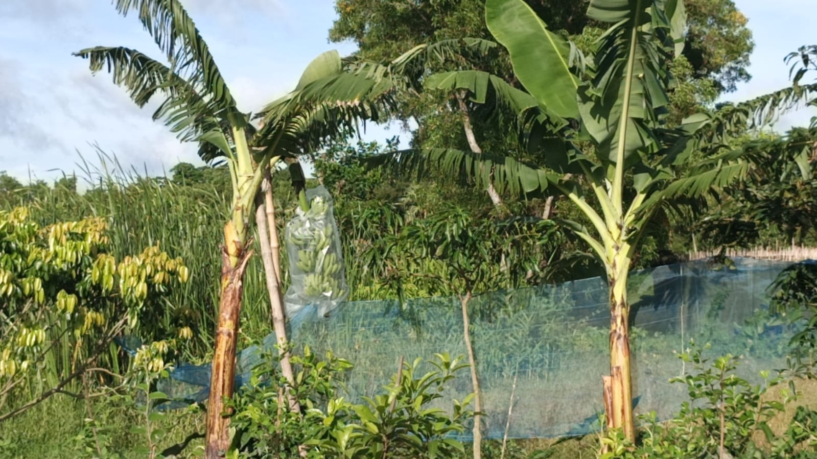 ছবি : বাসস