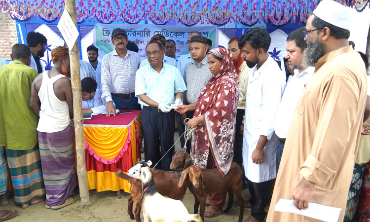 হাবিপ্রবিতে বিনামূল্যে গবাদি প্রাণীর টিকা ও চিকিৎসা সেবা প্রদান