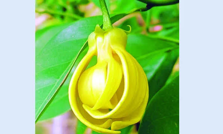সুগন্ধি ছড়াচ্ছে দুর্লভ ফুল কাঁঠালিচাঁপা