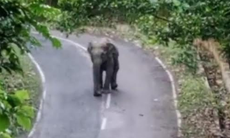 কাপ্তাই সড়কে বন্যহাতির অবস্থান, বন বিভাগের তৎপরতায় রক্ষা পেলেন বহু যাত্রী