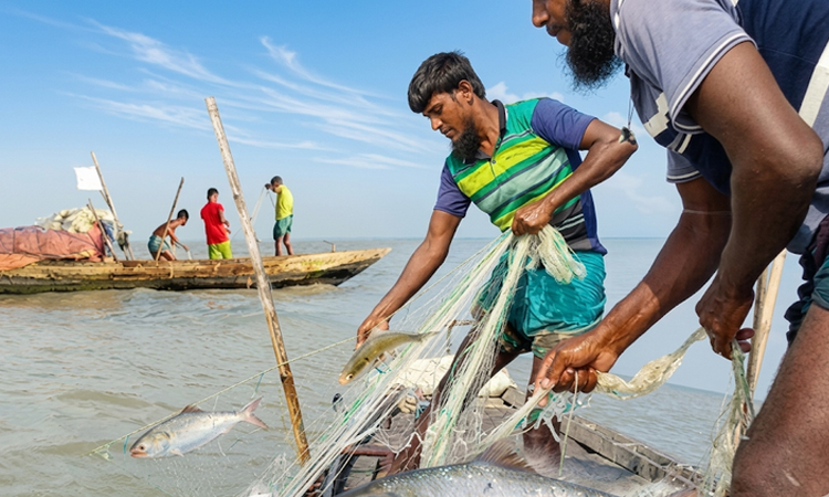 ভোলার নদ-নদীতে কাঙ্খিত ইলিশ পাওয়ায় জেলে পাড়ায় উৎসবের আমেজ