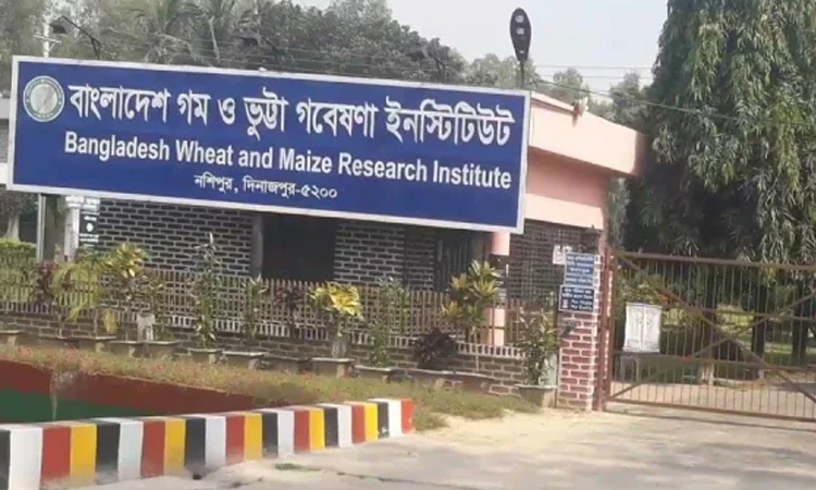 ৭ বছরে গমের উচ্চফলনশীল পাঁচটি জাত উদ্ভাবন করেছে বিডব্লিউএমআরআই