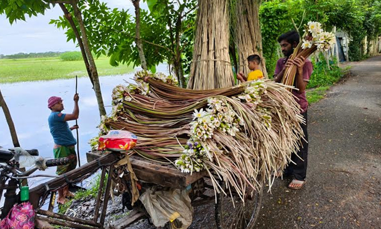 বর্ষার শাপলায় বরিশালে কৃষকের মুখে হাসি, দৈনিক আয় ২ হাজার টাকা 