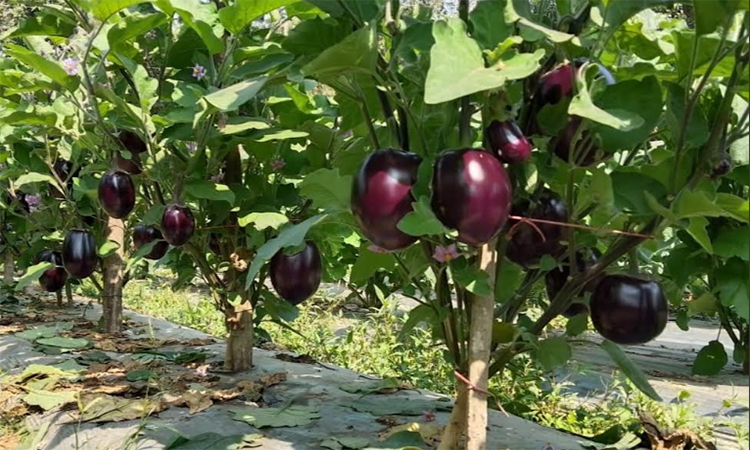 বরিশালে মালচিং পদ্ধতির চাষাবাদে কৃষিতে নতুন সম্ভাবনা